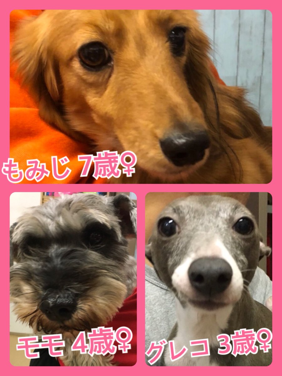 🐾今日の里親様募集中ワンコ🐶メンバーです🐾2020,1,24